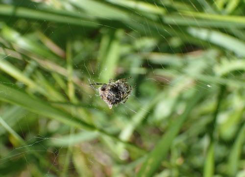 Gibbaranea bituberculata